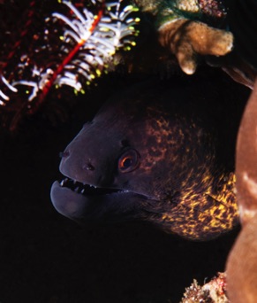 Moray